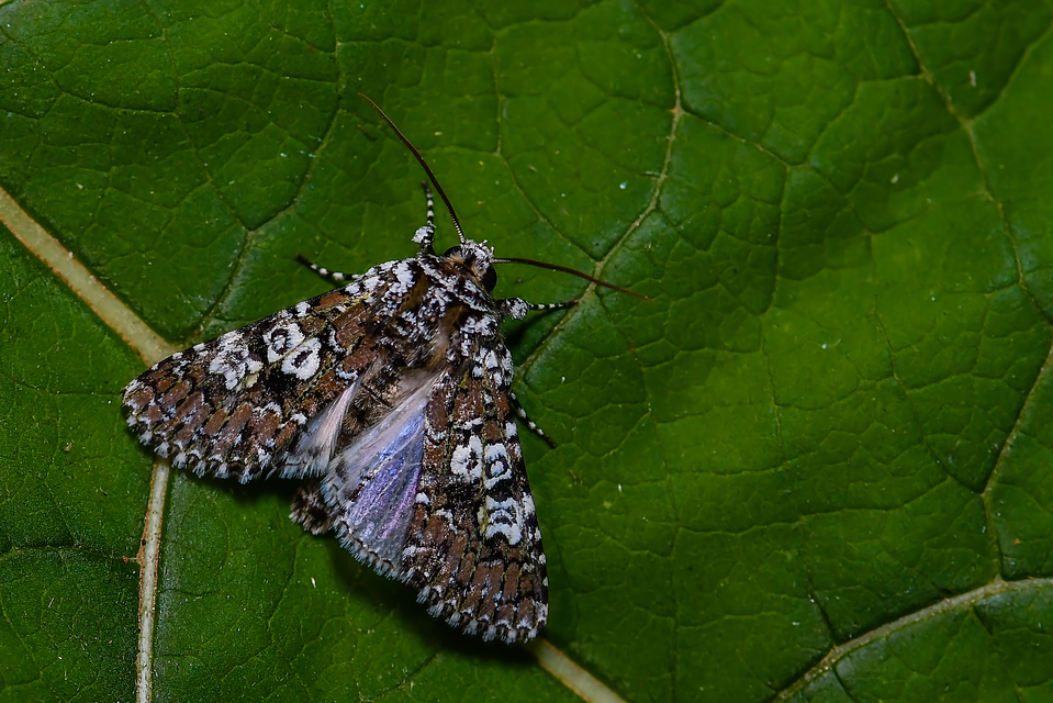 Lamprosticta culta - hármasfoltú bagoly