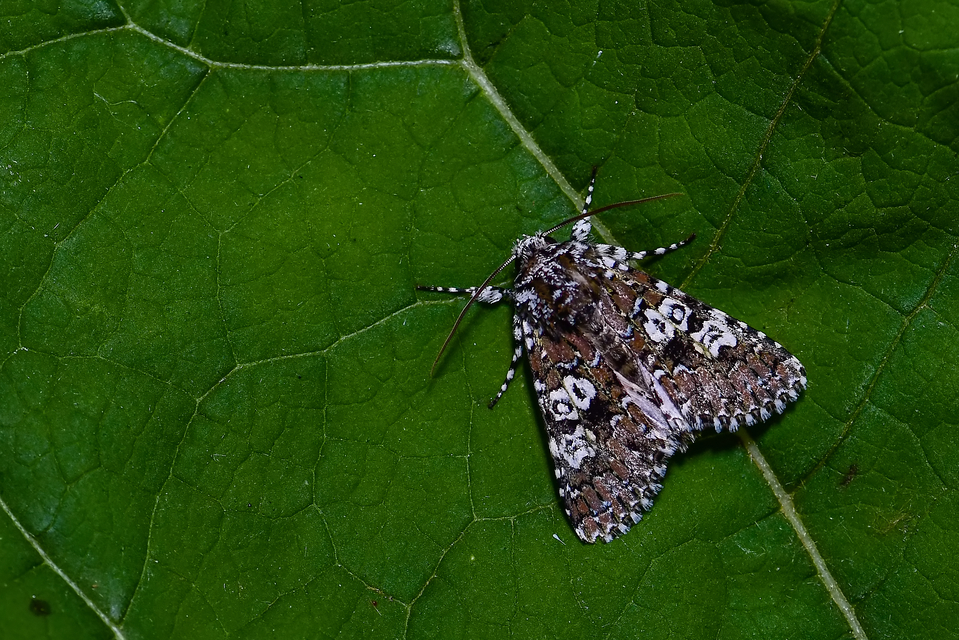 Lamprosticta culta - hármasfoltú bagoly