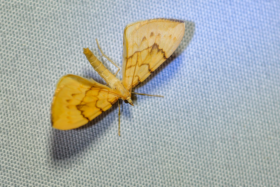 Eulithis pyraliata - sárga galajaraszoló