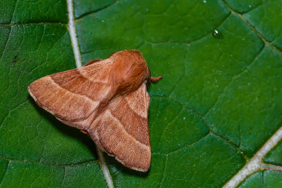 Malacosoma neustria - gyűrűsszövő