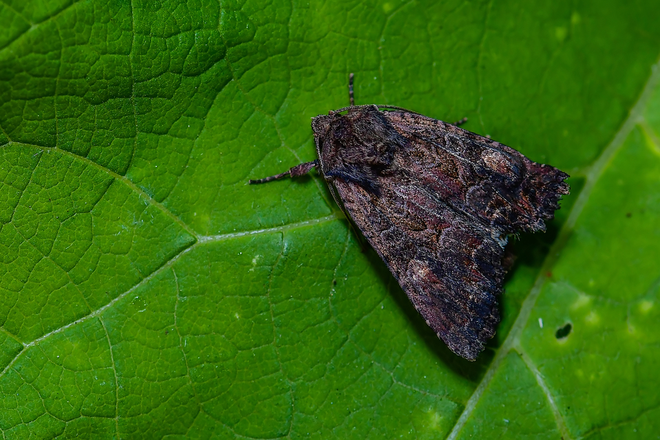 Lacanobia amurensis - homoki kertibagoly