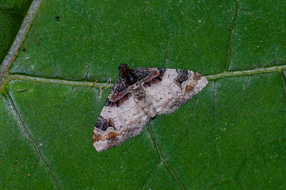 Catarhoe cuculata - csuklyás tarkaaraszoló