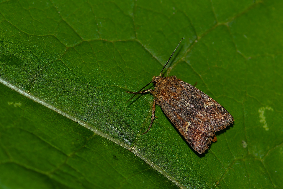 Eriopygodes imbecilla - butabagoly