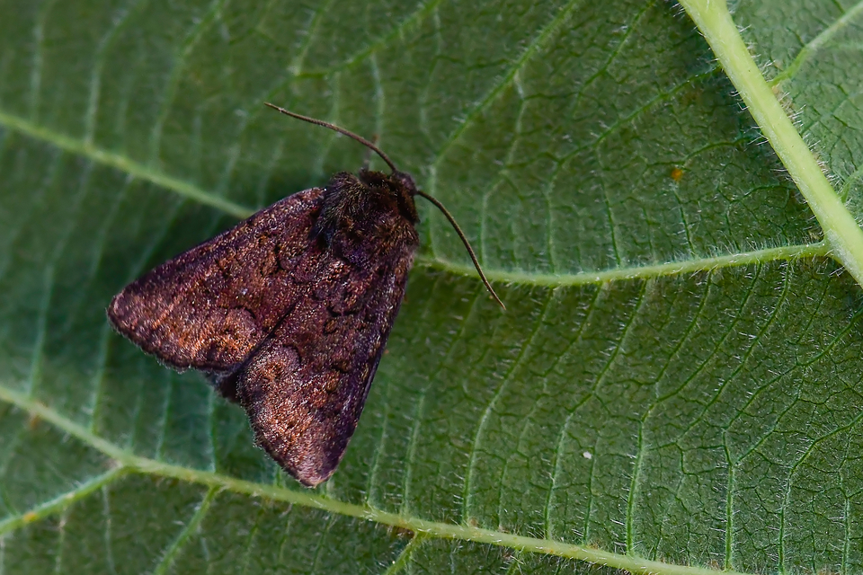 Oligia strigilis/latruncula/versicolor