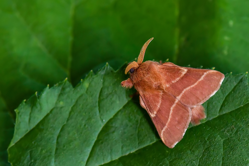 Malacosoma neustria - gyűrűsszövő