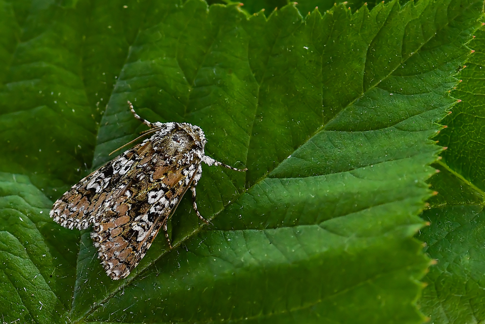 Lamprosticta culta - hármasfoltú bagoly