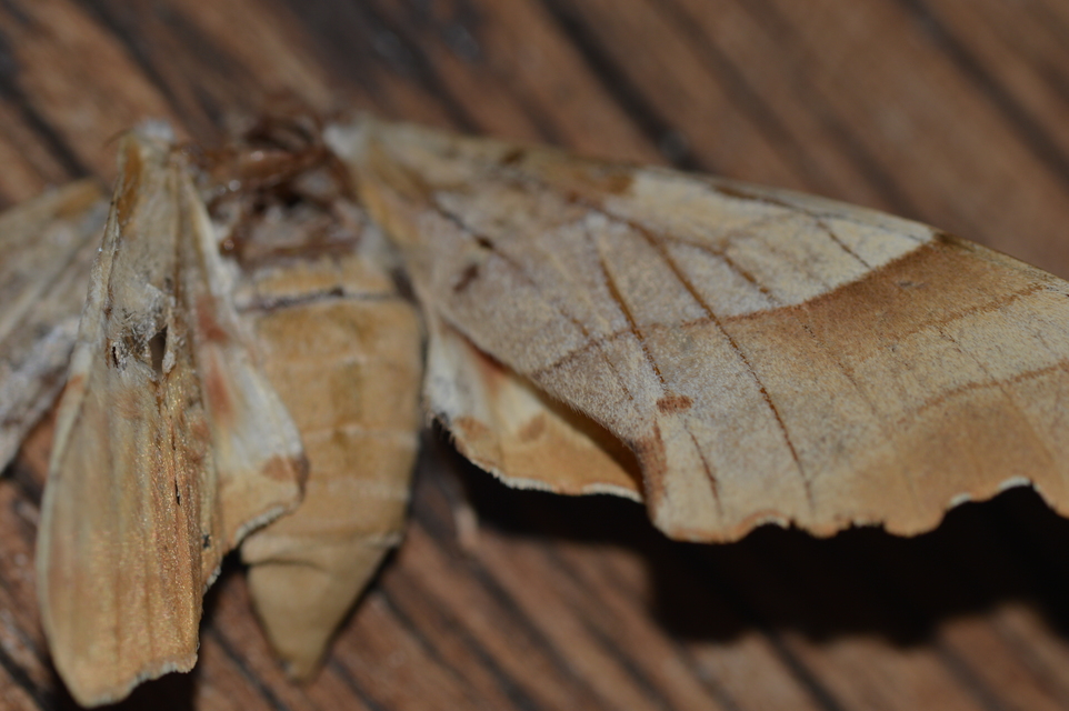 Marumba quercus - tölgyfaszender