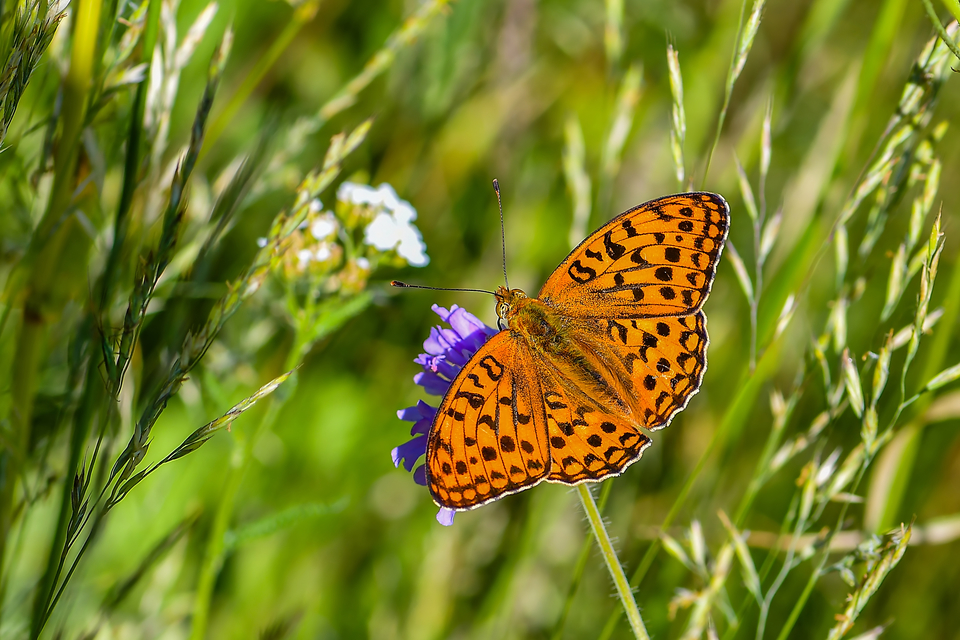 Argynnis adippe - ezüstös gyöngyházlepke