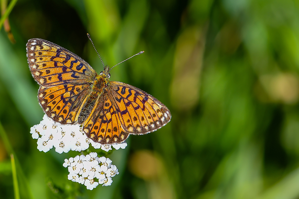 Boloria selene - fakó gyöngyházlepke