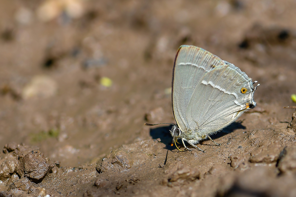 Neozephyrus quercus - tölgyfalepke