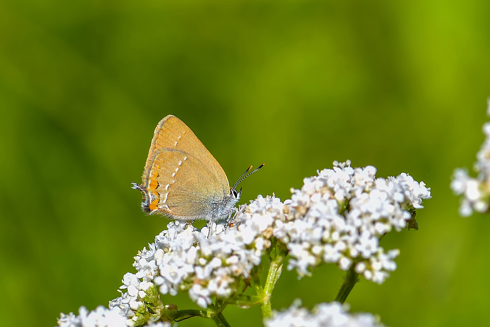 Satyrium acaciae - akác-csücsköslepke