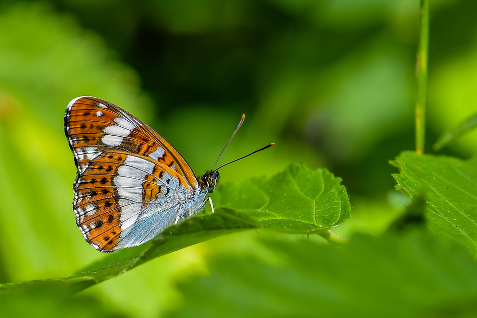 Limenitis camilla - kis lonclepke