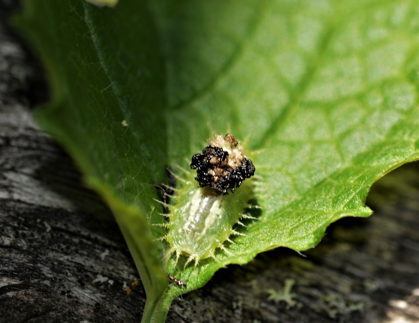 Cassida