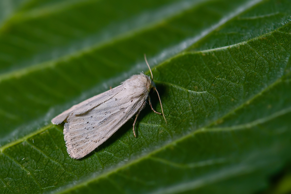 Photedes morrisii simonyisandori - Simonyi Sándor sásbaglya
