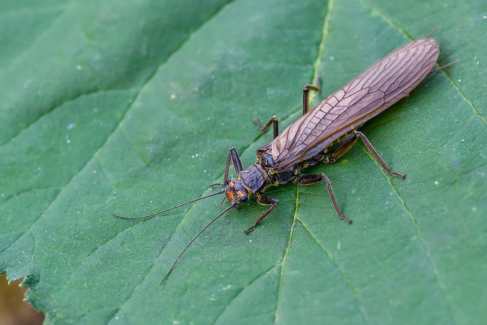 Plecoptera - Álkérészek