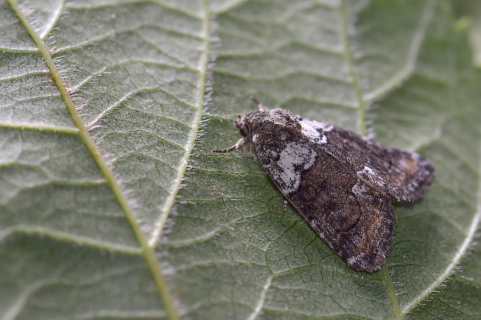 Bryophila ereptricula - fekete zuzmóbagoly