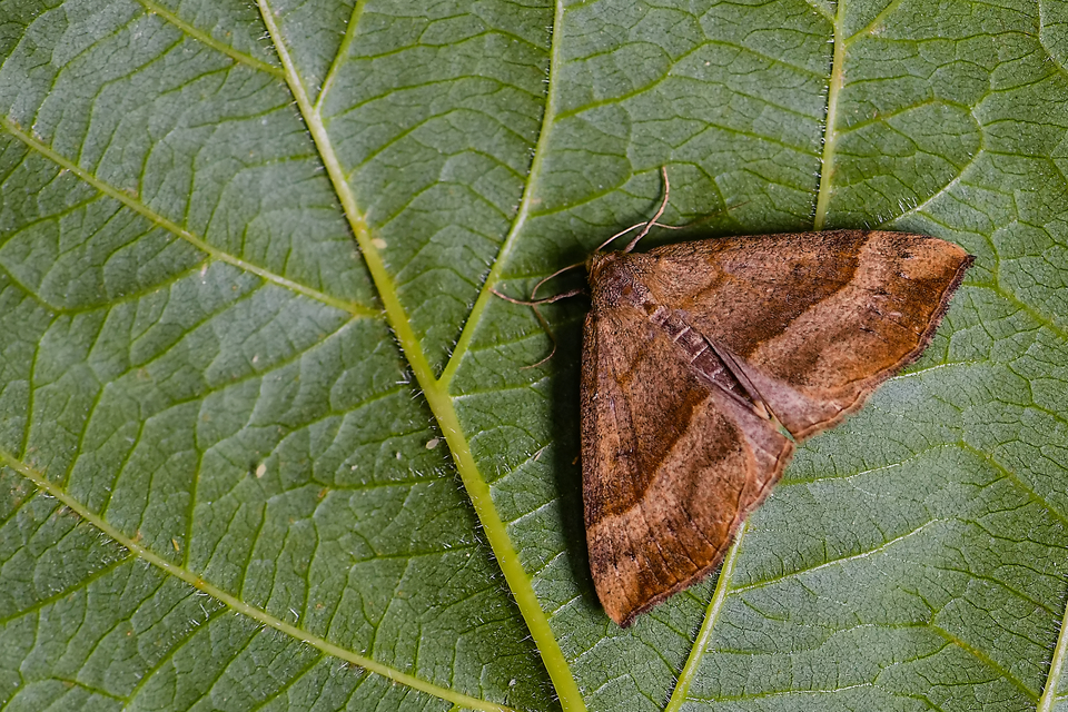 Hypena proboscidalis - ormányos karcsúbagoly