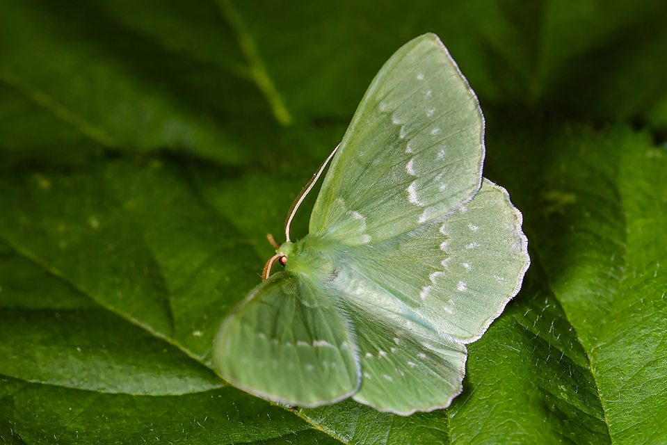 Geometra papilionaria - nagy zöldaraszoló