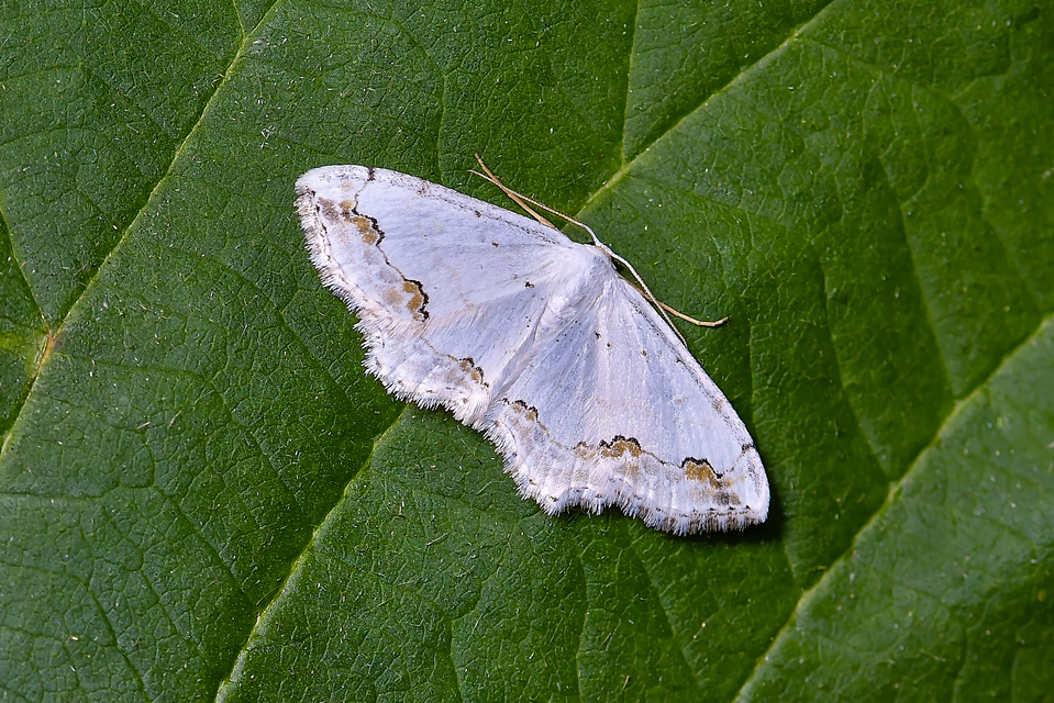 Scopula ornata - díszes fehéraraszoló