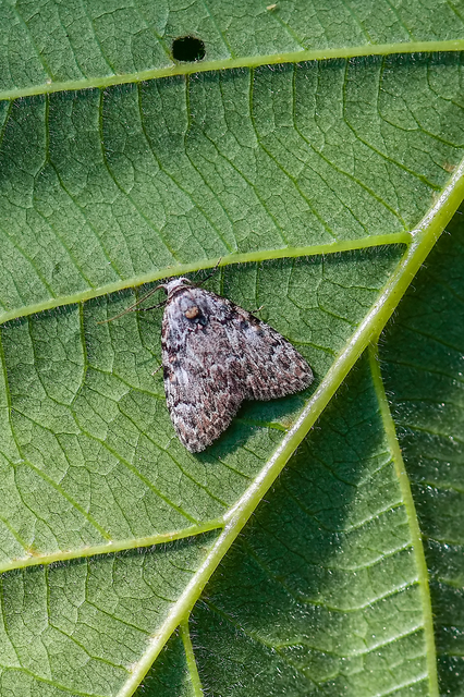 Meganola strigula - hamvas pamacsosszövő