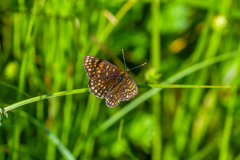 Melitaea diamina - kockás tarkalepke