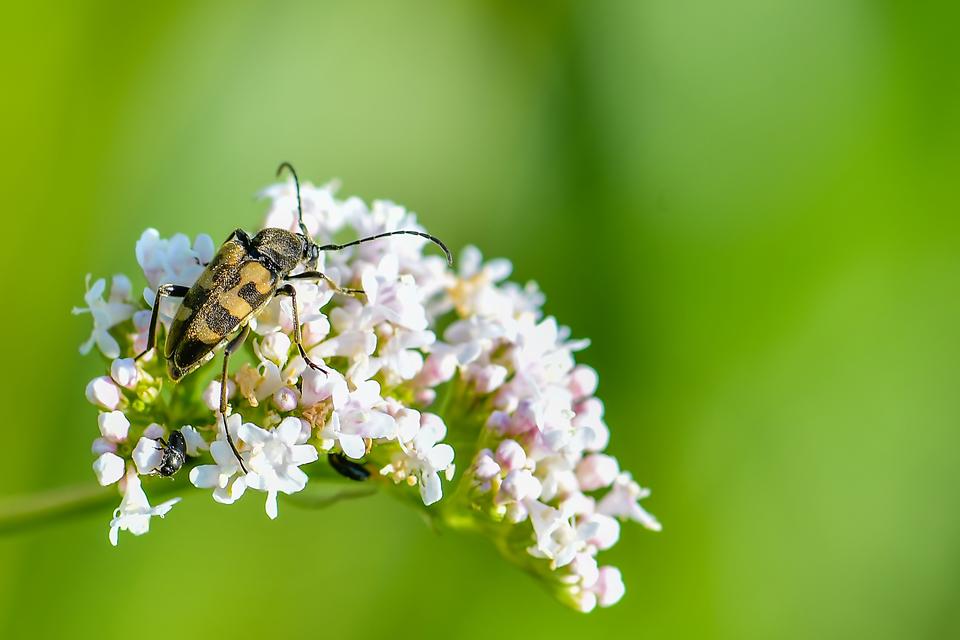 Pachytodes erraticus - rajzos virágcincér