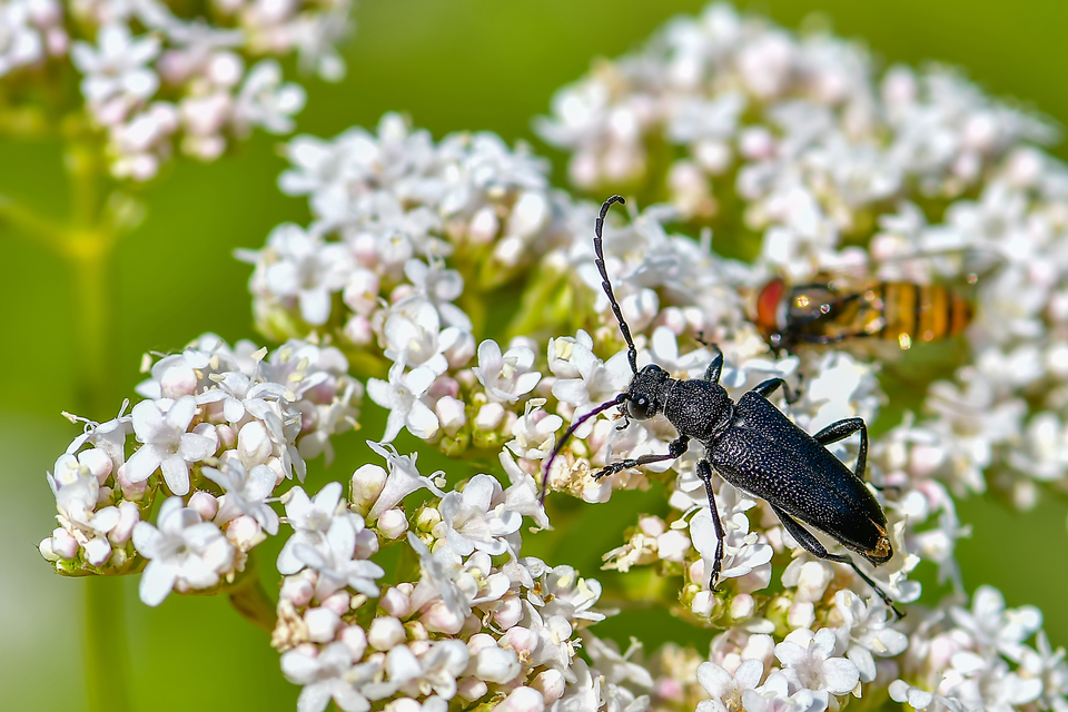 Stictoleptura scutellata - hegyi virágcincér