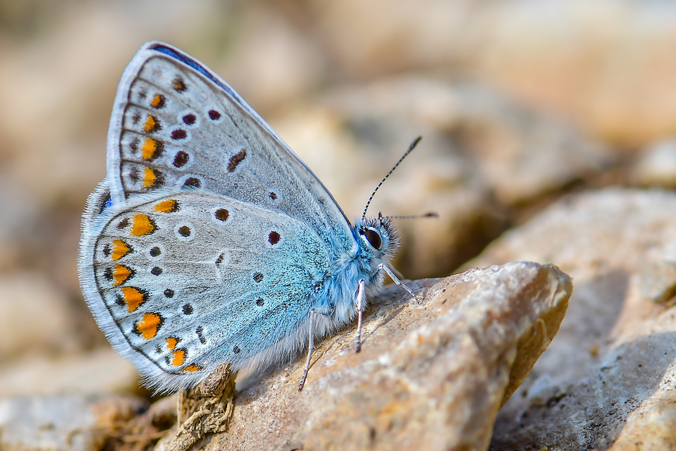 Polyommatus icarus - közönséges boglárka