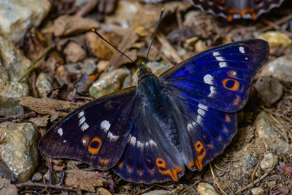 Apatura ilia - kis színjátszólepke