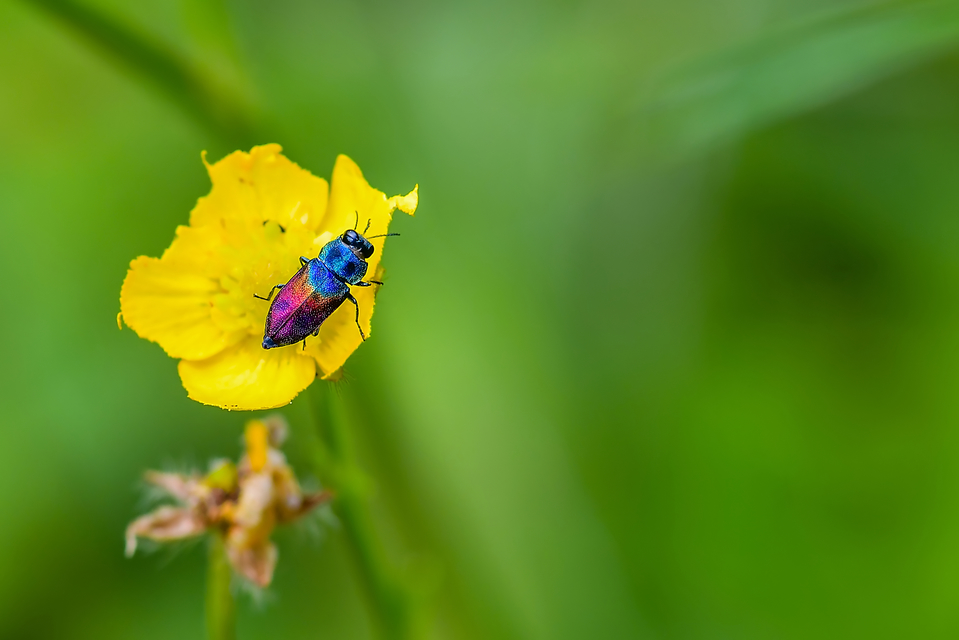 Anthaxia salicis - bíboros virágdíszbogár