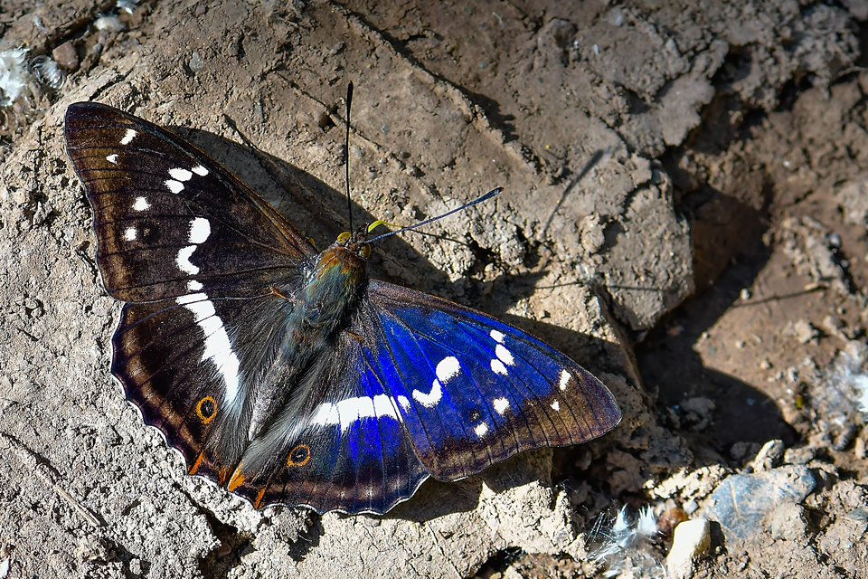 Apatura iris - nagy színjátszólepke
