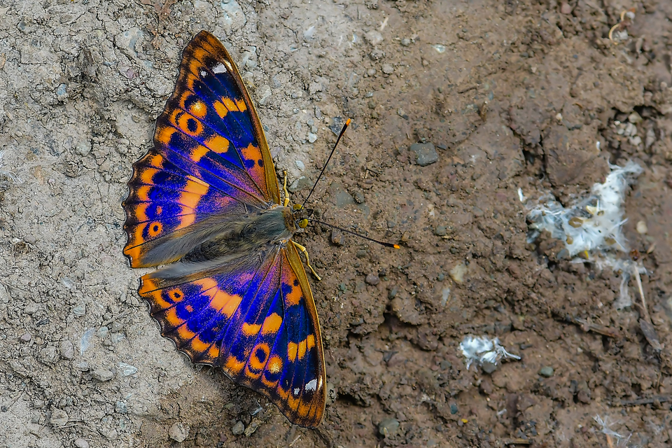 Apatura ilia - kis színjátszólepke