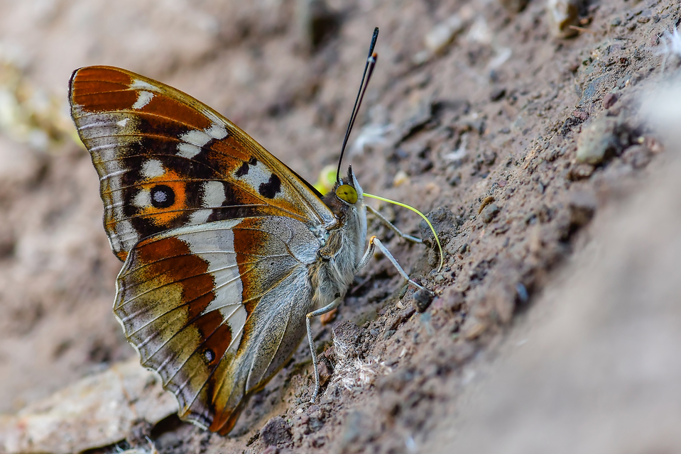 Apatura iris - nagy színjátszólepke