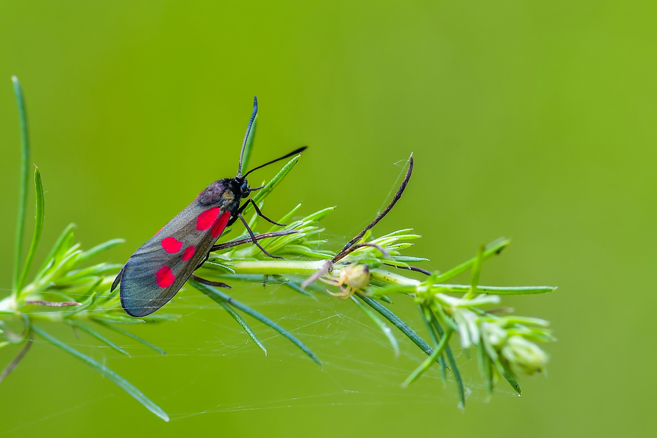 Zygaena