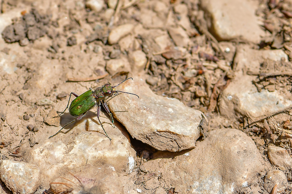 Cicindela campestris - mezei homokfutrinka
