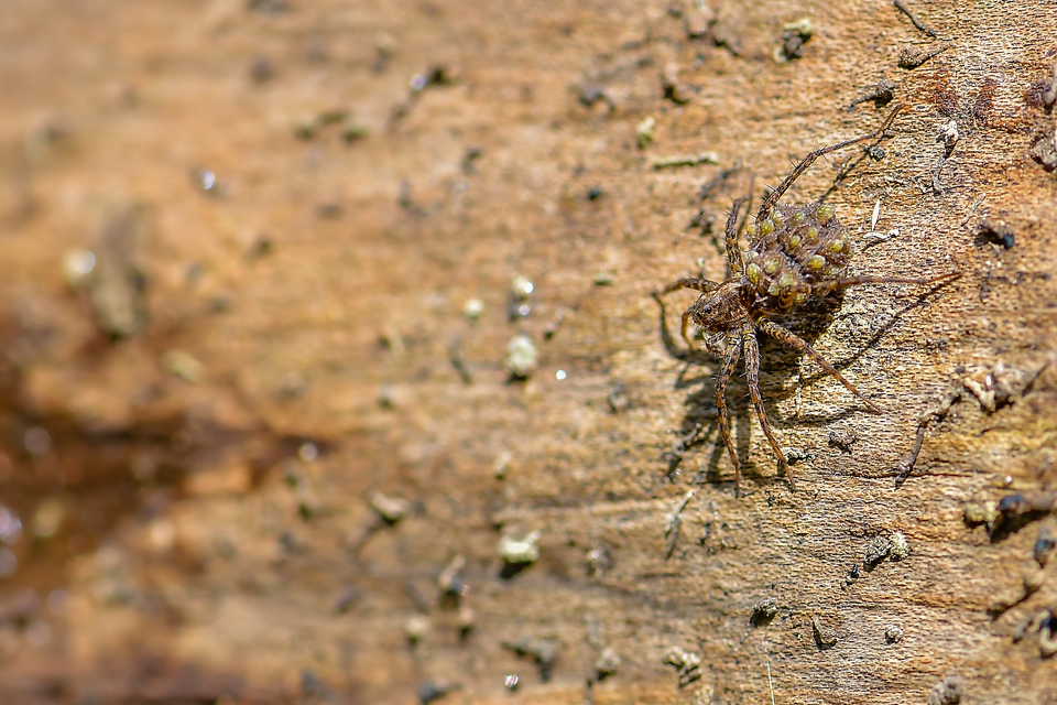 Pardosa