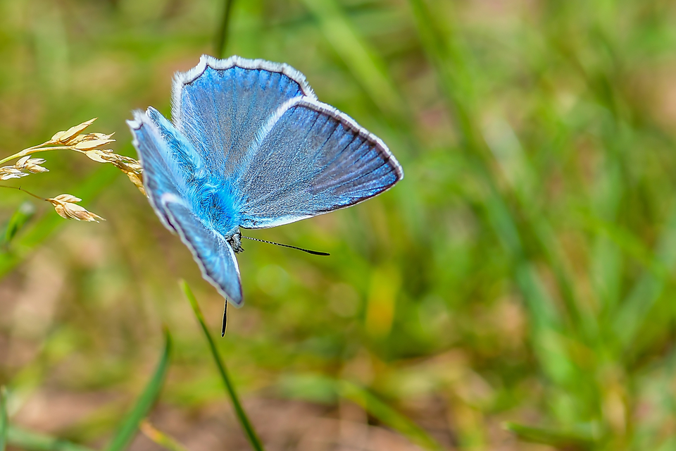 Polyommatus daphnis - csipkés boglárka