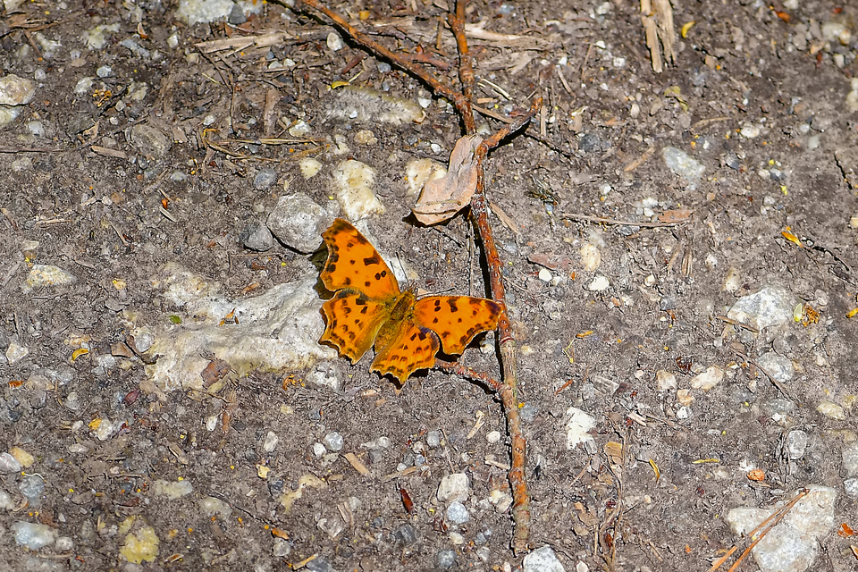 Nymphalis c-album - C-betűs lepke