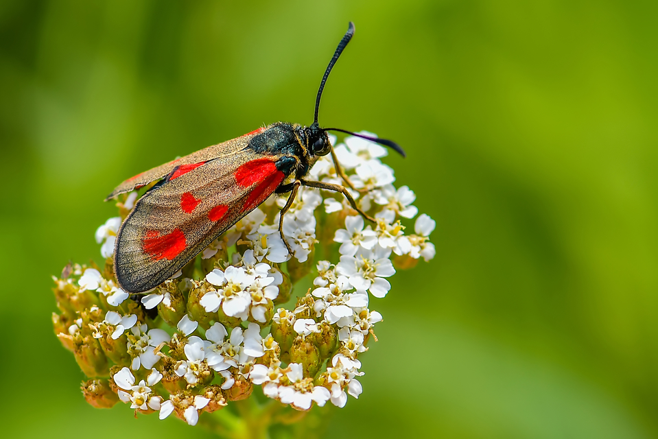 Zygaena loti - közönséges csüngőlepke