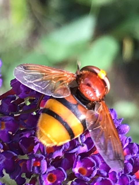 Volucella zonaria - kétöves pihelégy