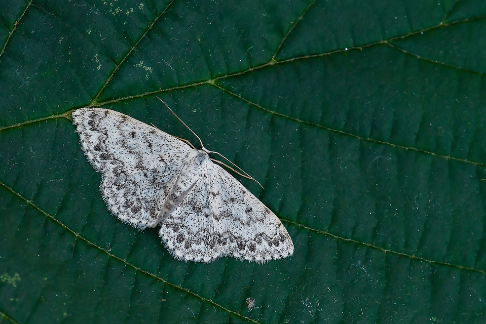 Scopula marginepunctata - pettyes sávosaraszoló