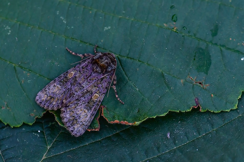 Craniophora ligustri - fagyalbagoly