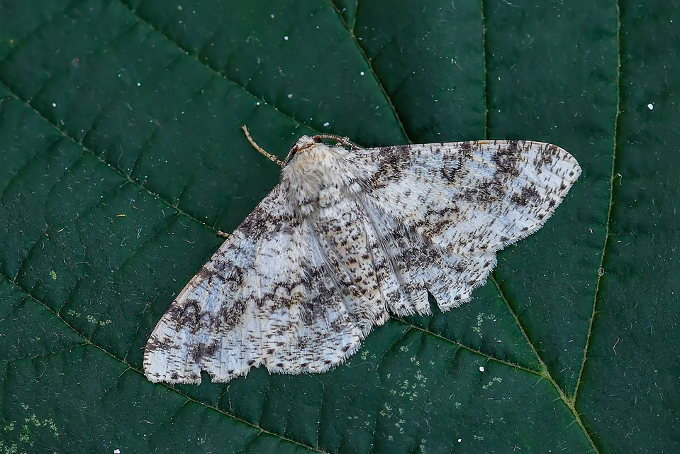 Ascotis selenaria - holdas faaraszoló