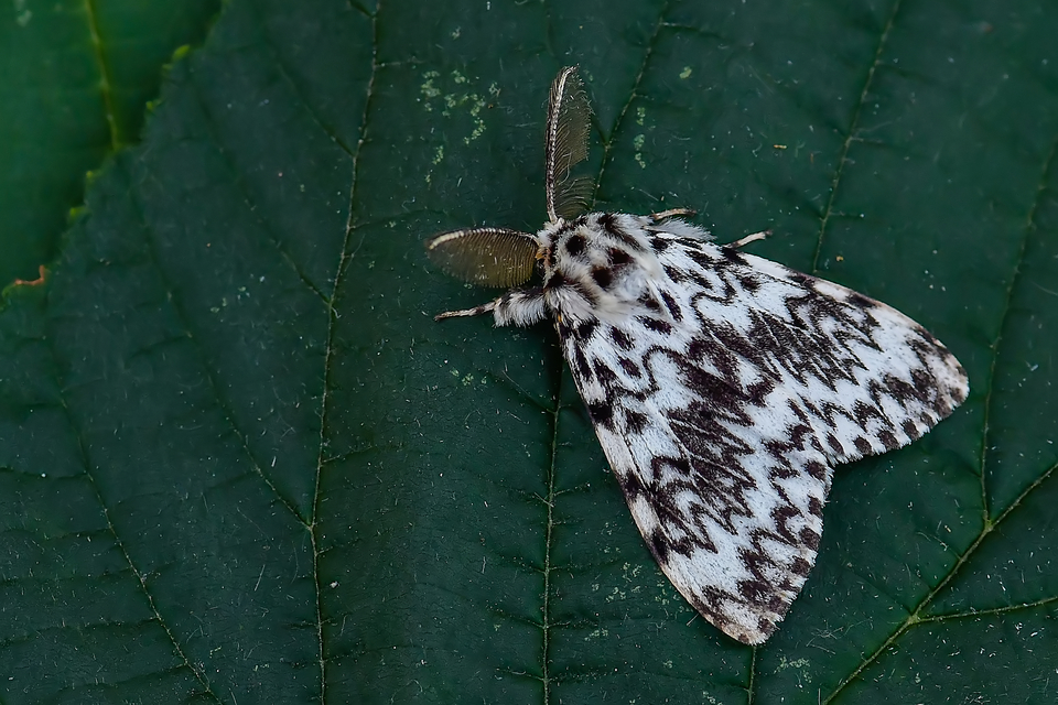 Lymantria monacha - apácalepke