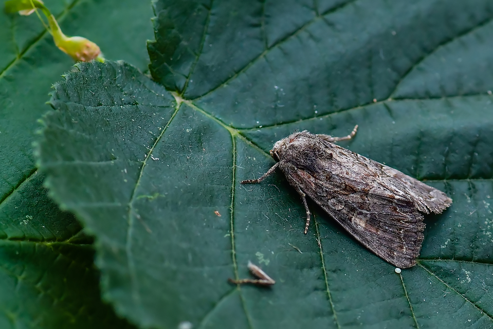 Lacanobia amurensis - homoki kertibagoly