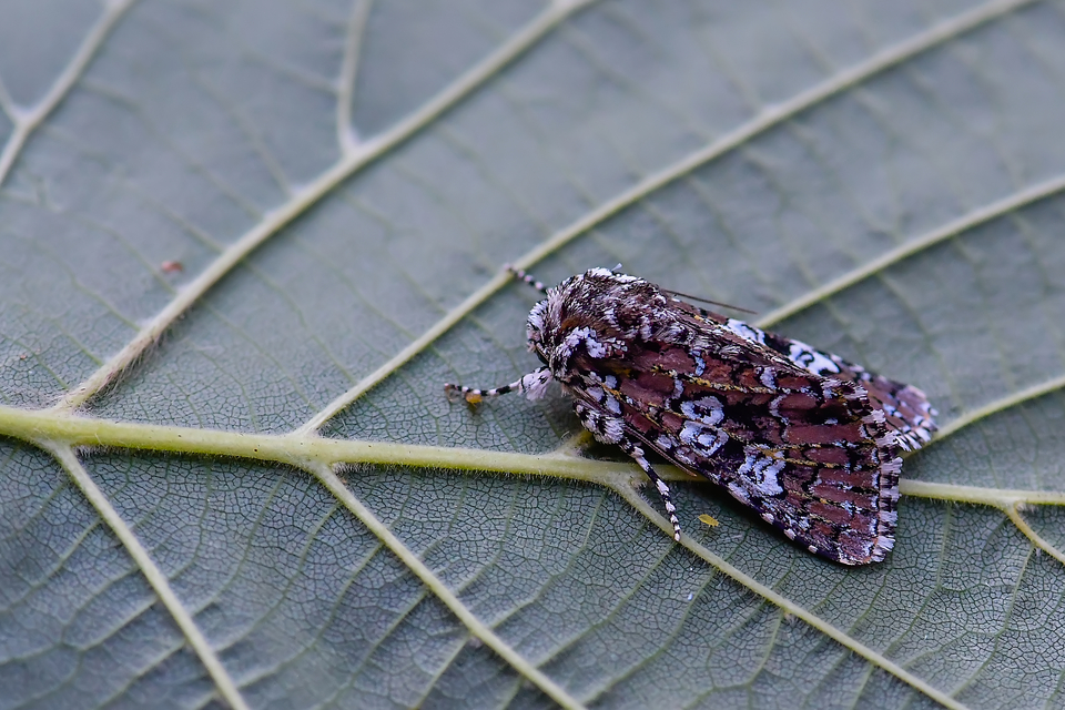 Lamprosticta culta - hármasfoltú bagoly