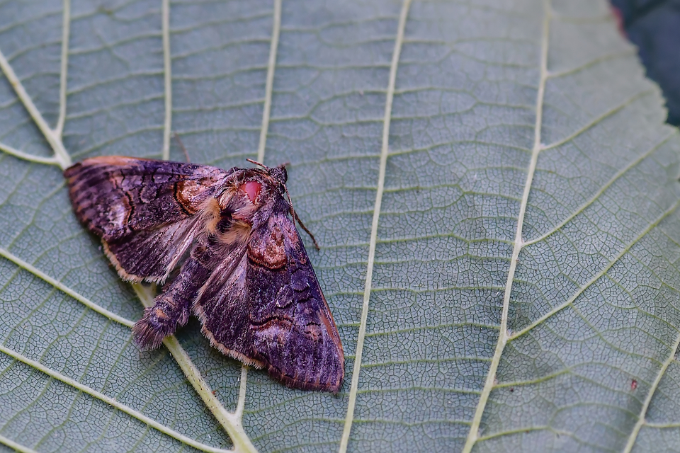 Abrostola asclepiadis - barnaövű csalánbagoly