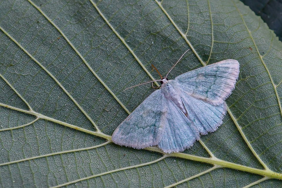 Pseudoterpna pruinata - hamvas zöldaraszoló