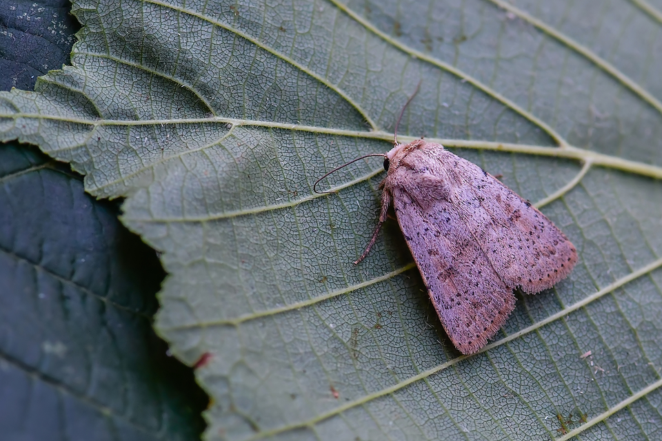 Hoplodrina respersa - bogáncs-selymesbagoly