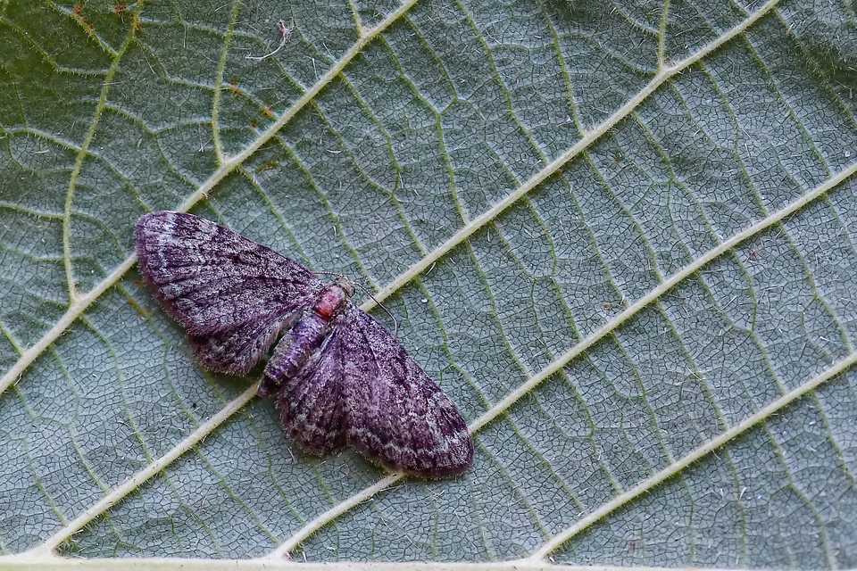 Pasiphila rectangulata - almavirág-araszoló